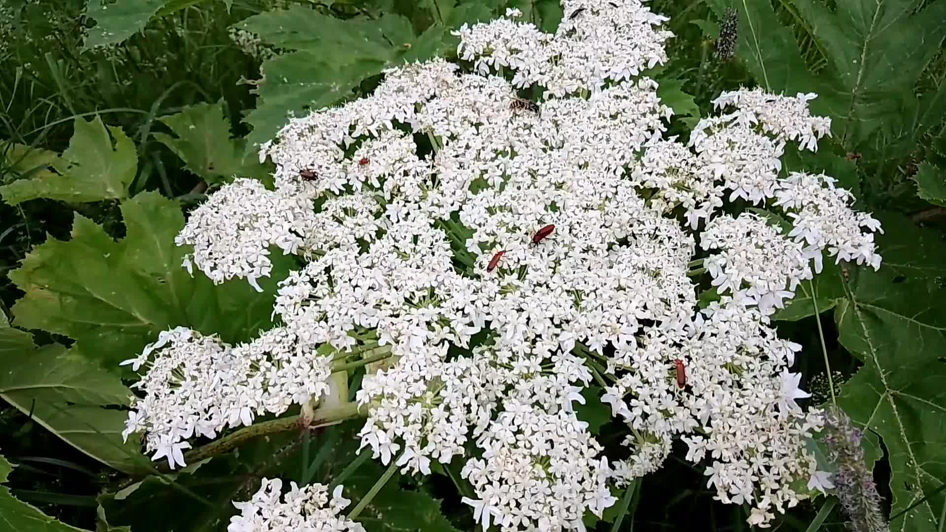 Растение как борщевик с желтыми цветами