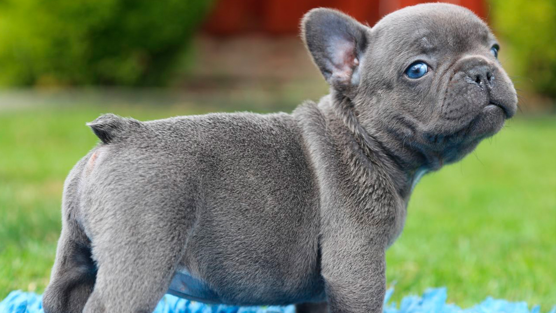 Щенок голубого окраса. Чихуахуа мини голубой. Стаффордширский бультерьер голубой. Blue lacy порода собак. Американский питбультерьер голубого окраса.