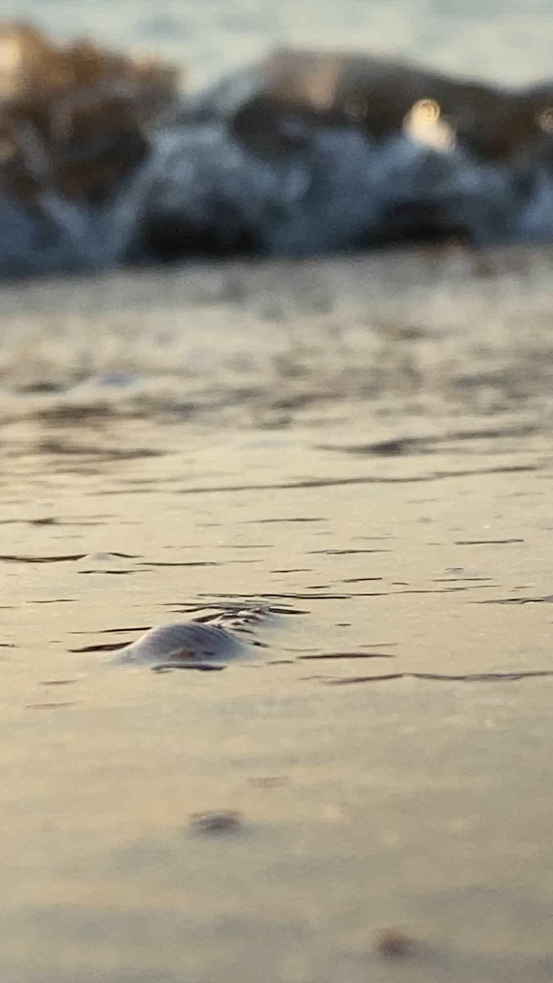 корнерот медуза в азовском море