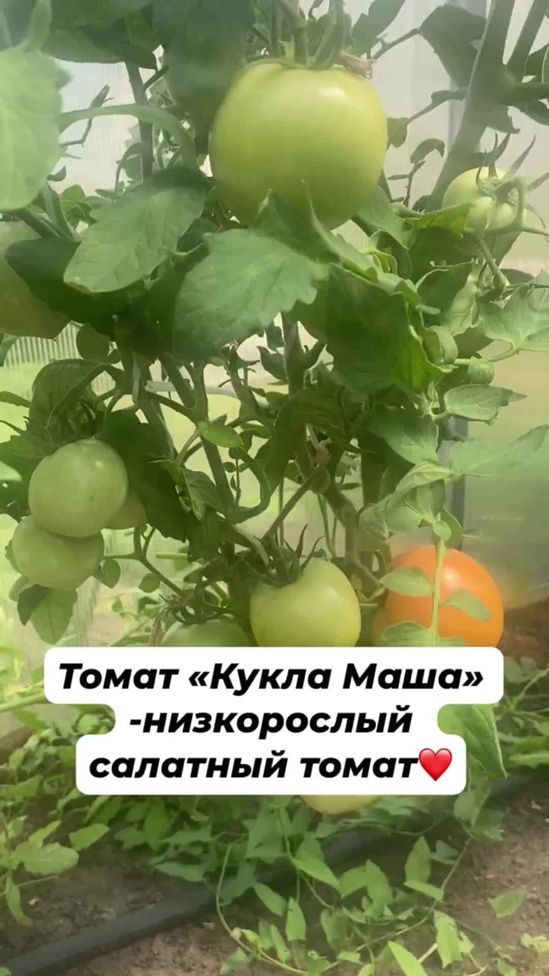 Кукла томат описание фото: найдено 85 изображений