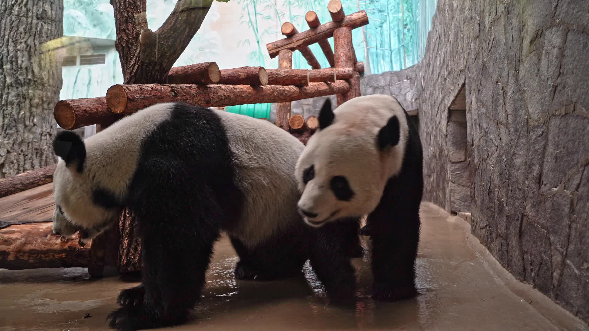 Панда в зоопарке катюша. Xiang Xiang Панда. Большая Панда. Лысый Панда. Панда в Московском зоопарке.