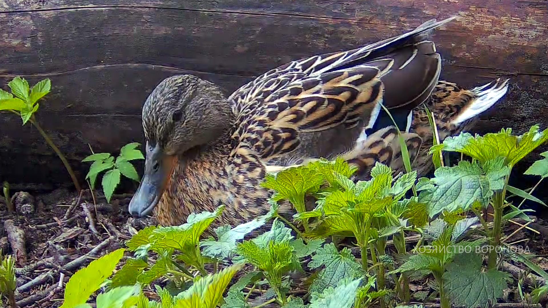 Мама утка. Утята с мамой. Утка дикая ссср. Утка учит утят. Птица дирижер.