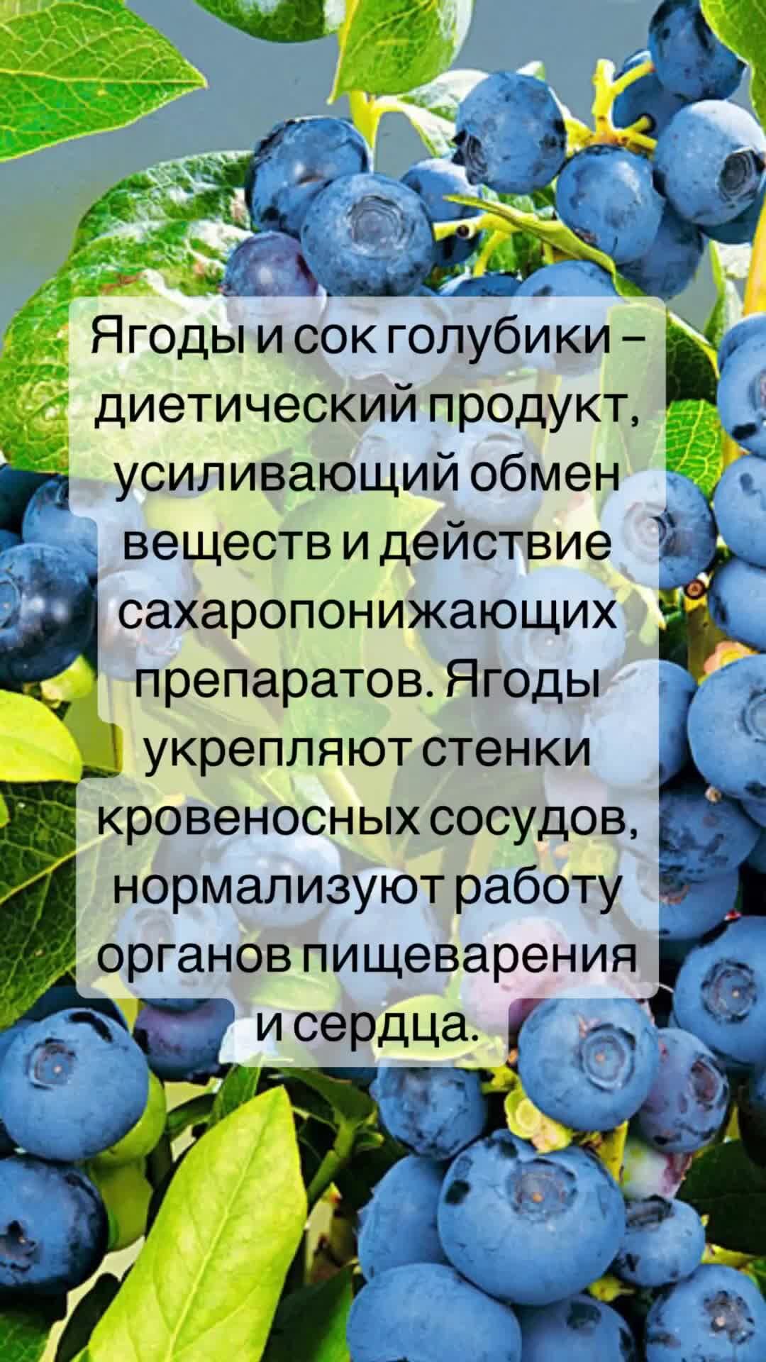 Польза голубики для женщин после 50. Голубика. Гонобобель ягода. Голубика польза. Голубика польза для здоровья.