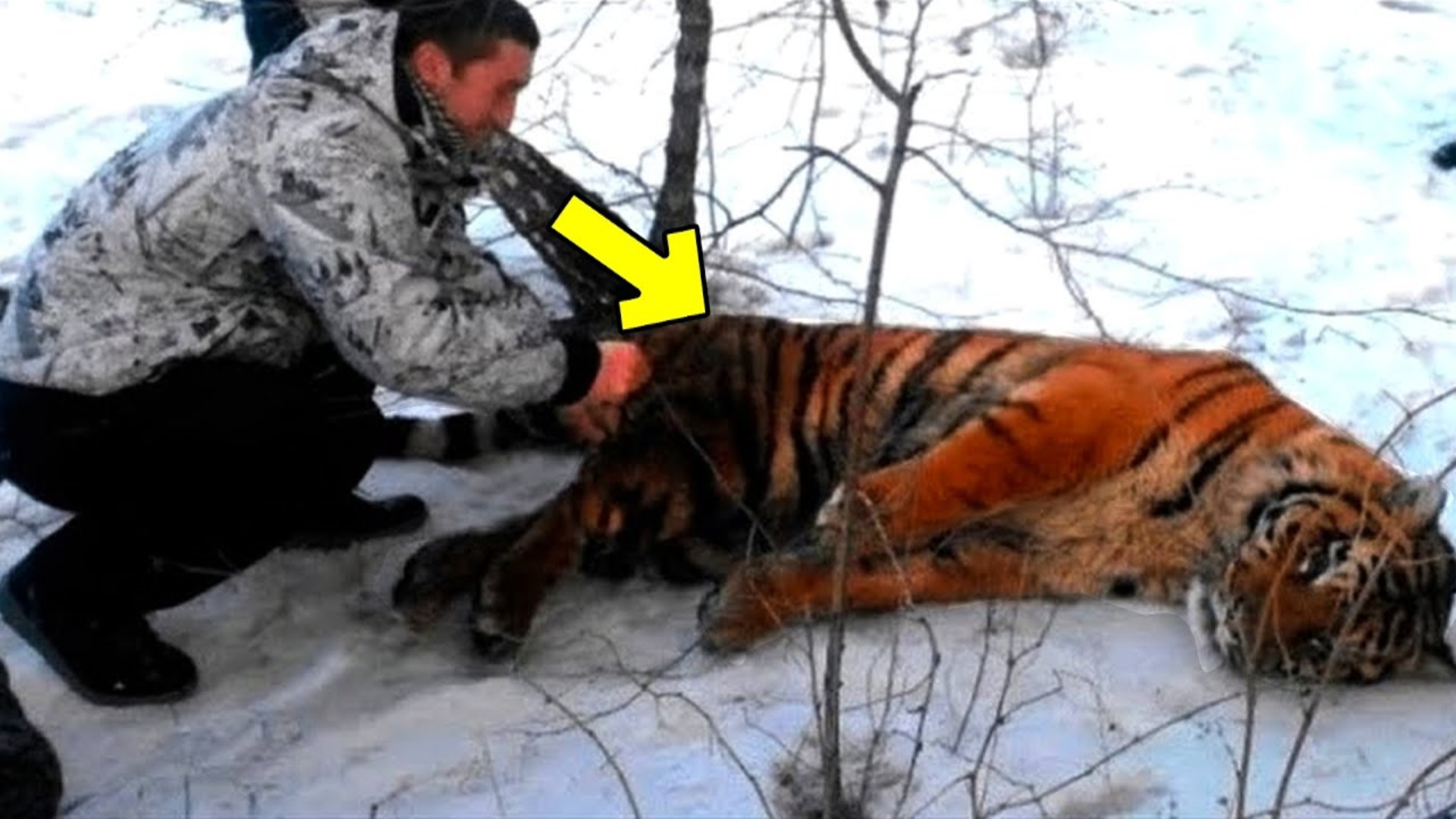 Нгадонский тигр