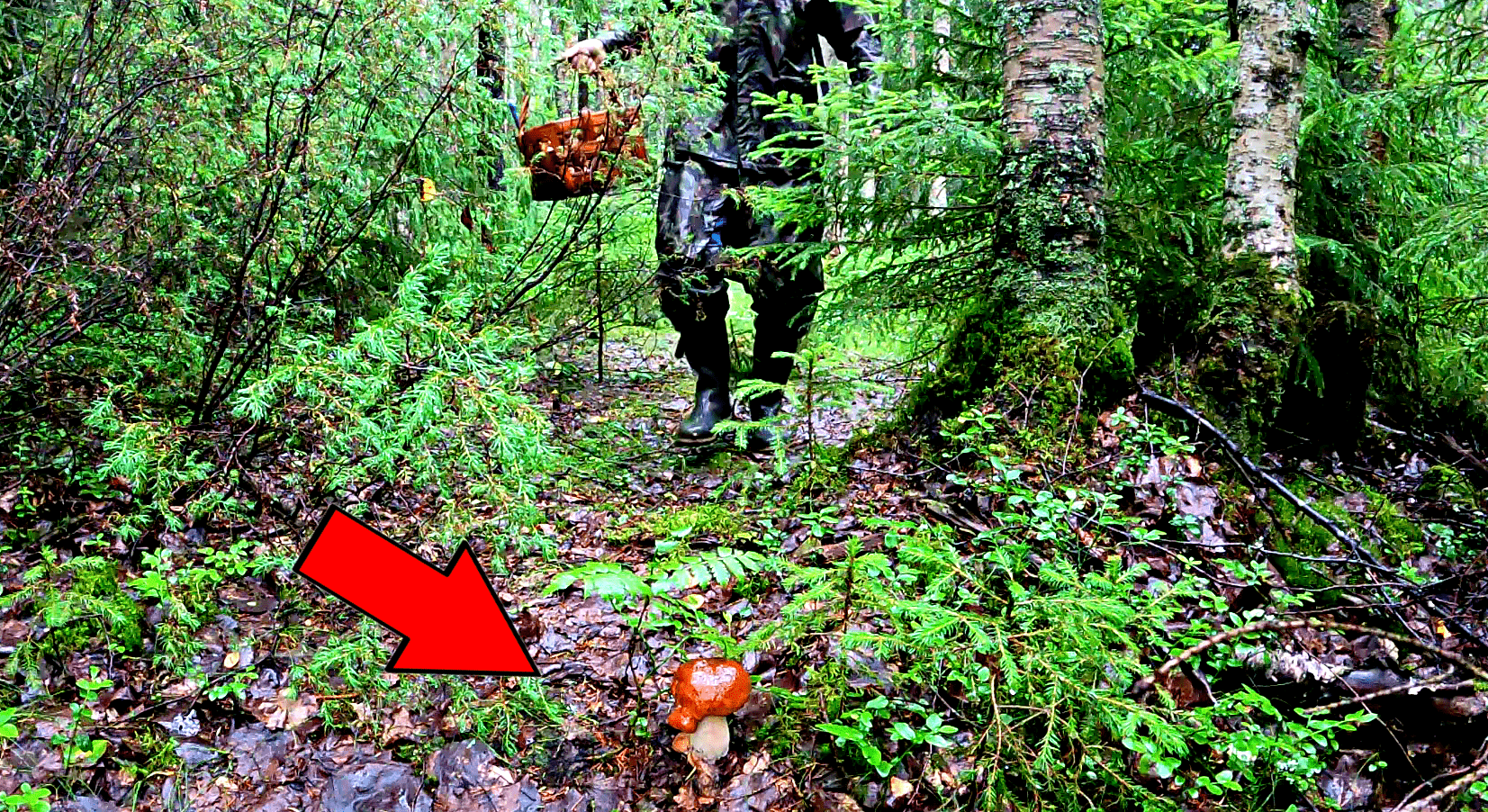 удачной грибной охоты. тихо в лесу кто автор. гриб мем. лайфхаки для леса чтобы собирать грибы. утро грибника.