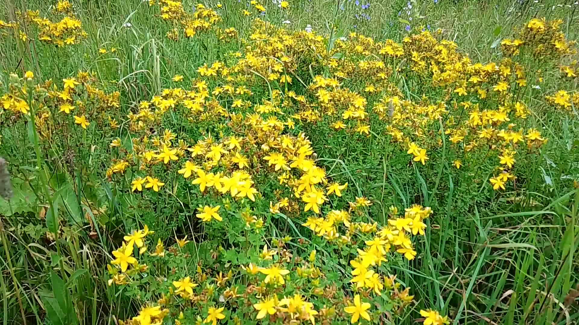 Зверобой олимпийский. Зверобой волосистый. Зверобой на урале. Зверобой 5 букв. Растения луга зверобой.