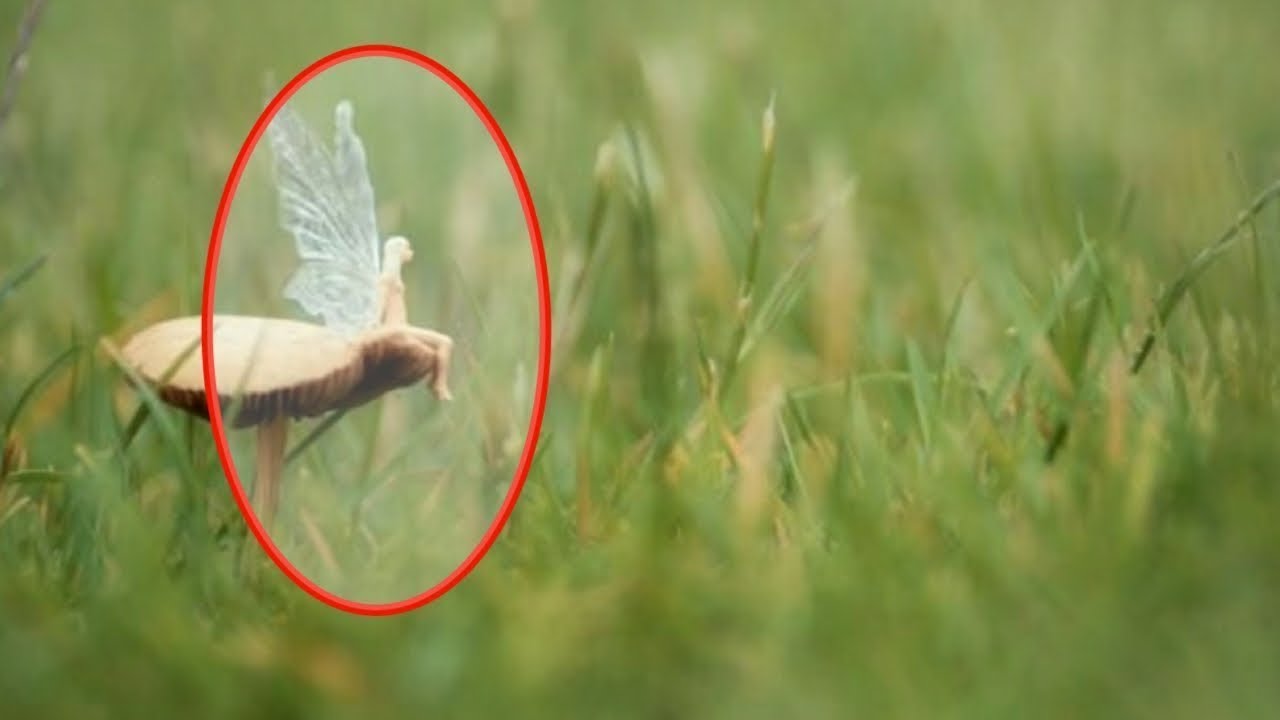 Really fairy. Настоящие феи. Фея настоящая. Феи настоящие живые. Зубная Фея в реальной жизни.