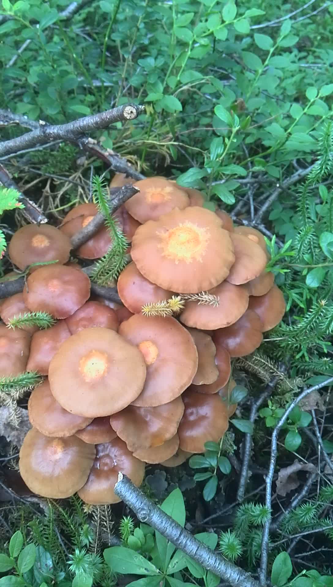 Самый большой опенок. Опята в августе как выглядят. Опята грибы опята. Опята крупные фото. Осенние опята ложные.