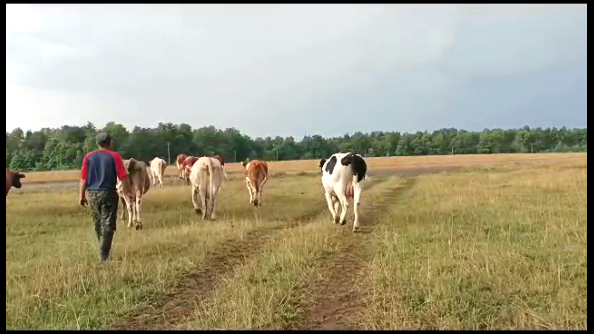 Усадьба белая коза последний ролик дзен