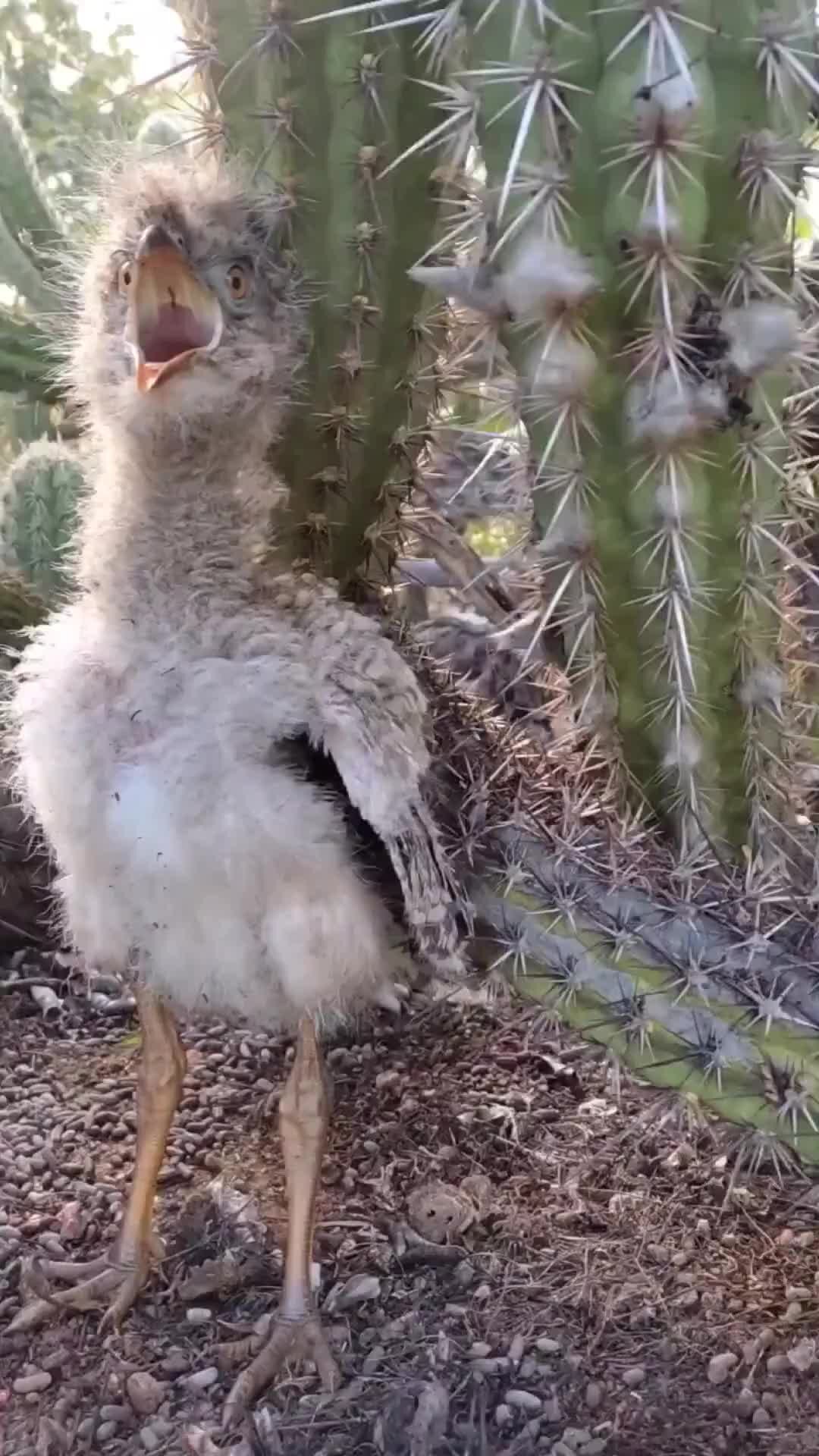 ПТИЦЕГЛЯД | Если птенец уже такой агрессивный, то что тогда говорить о ...