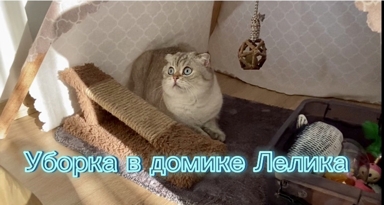 Кошка лелика. Котик Лелик. Лёлик и Миса котики. Видео с котом Леликом. Миса и Лелик коты фото.