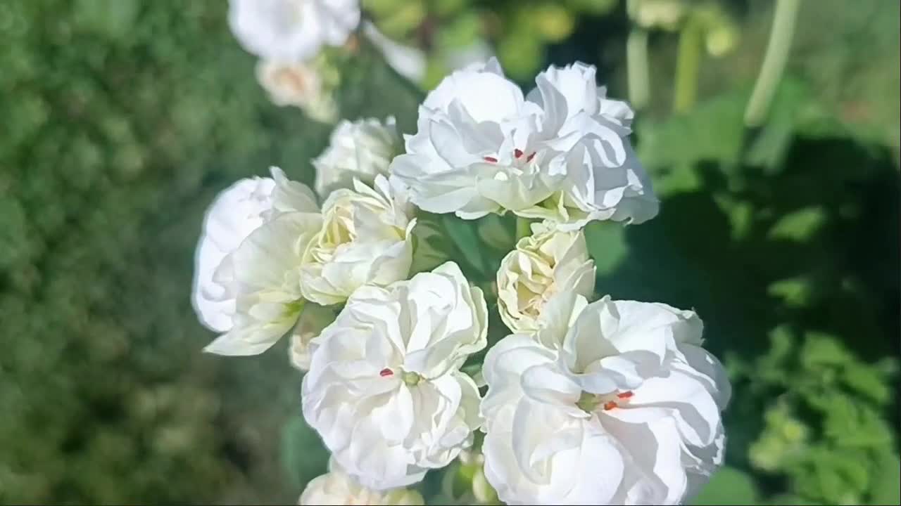 Пеларгония герань шелк лебедушка. Шелк небеса. Шелк небеса. Пеларгония шелк лебедушка. Пеларгония королевская аристо петтикоат.