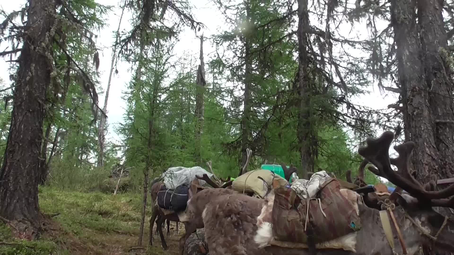 Таежная обитель Николая Абоимова. Таежная обитель Николая Абоимова фото.