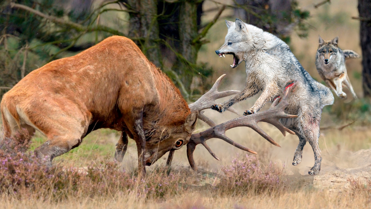 олени против. лось против оленя. олени против. рога "северный олень". пейзаж с оленем.