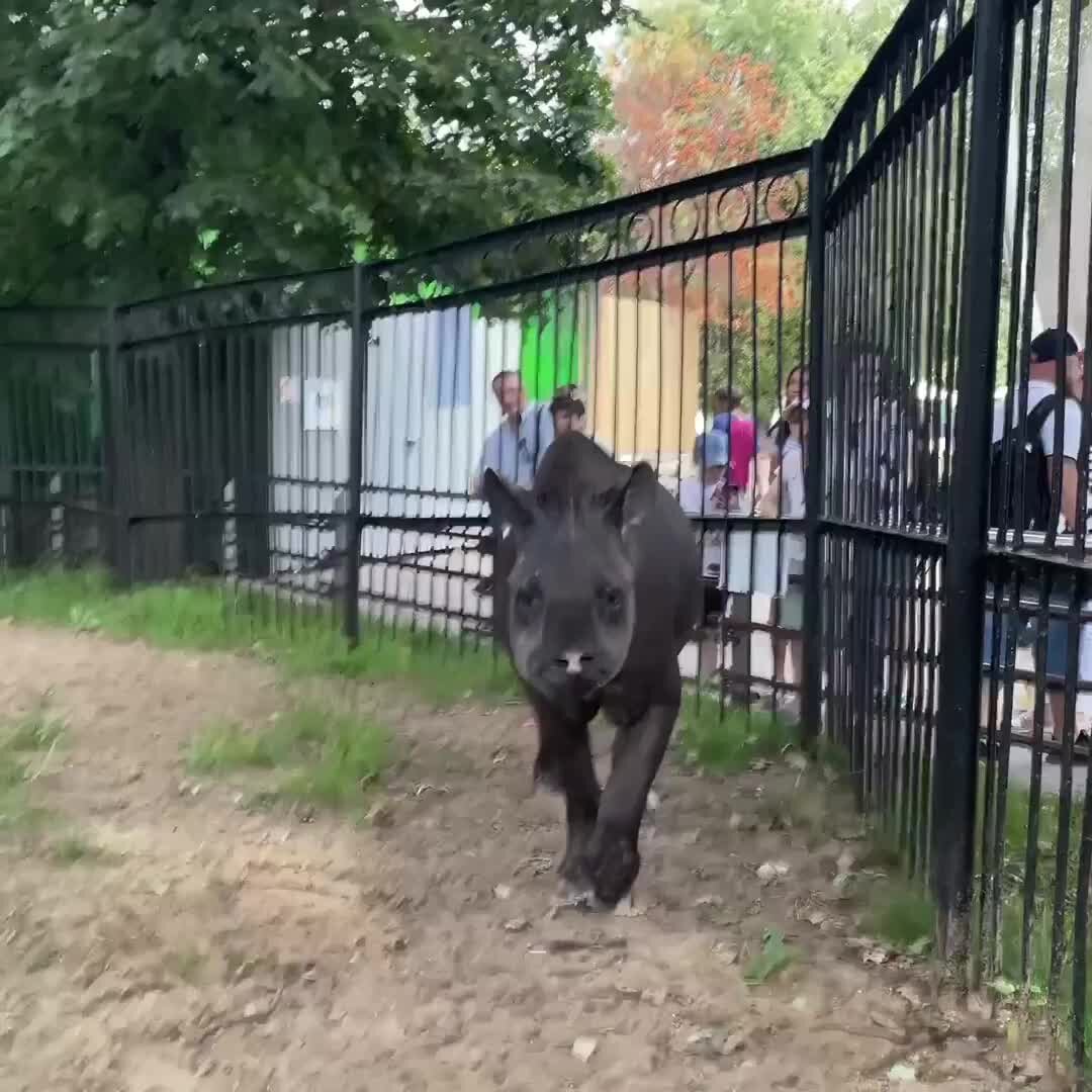 тапир в московском зоопарке