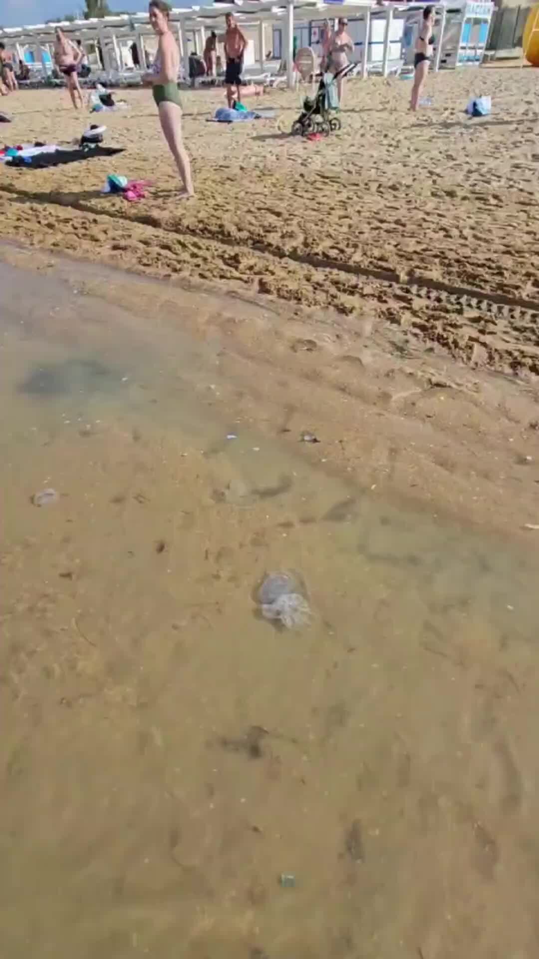 какие медузы водятся в черном море анапа