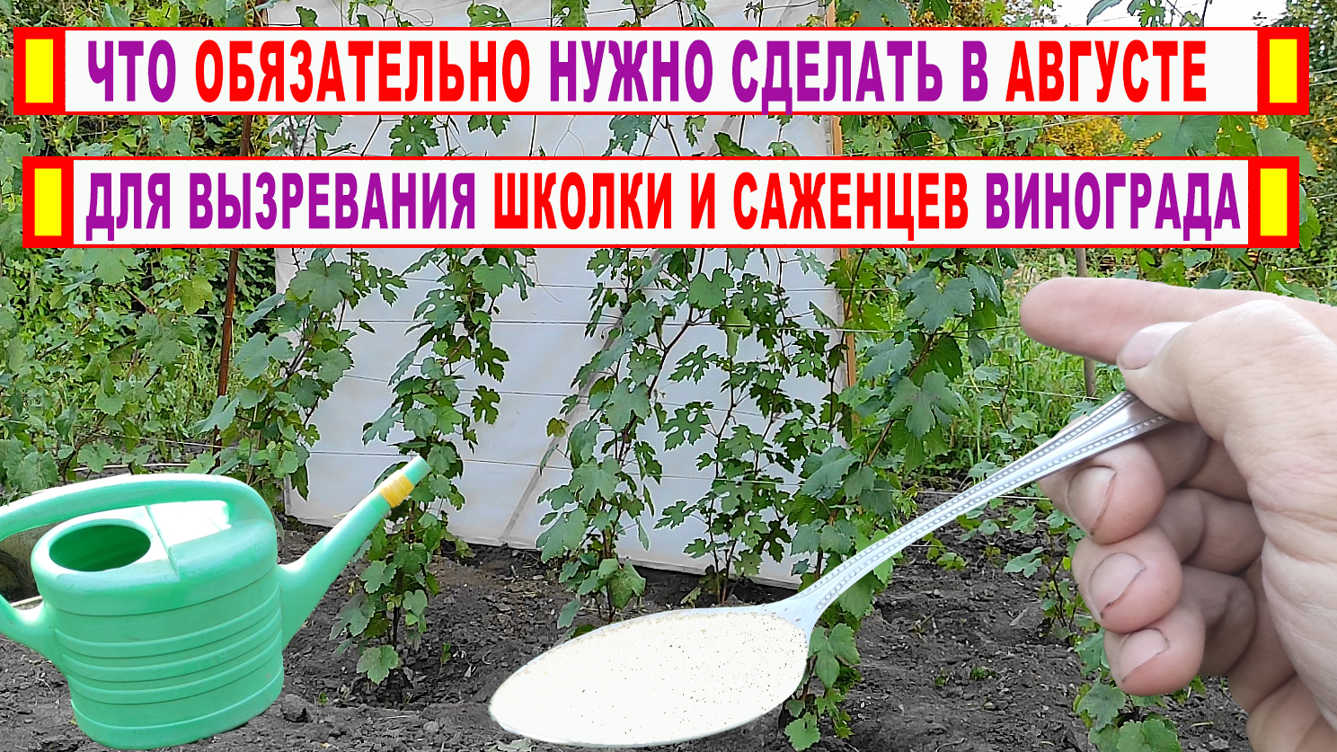 Школка винограда схема посадки