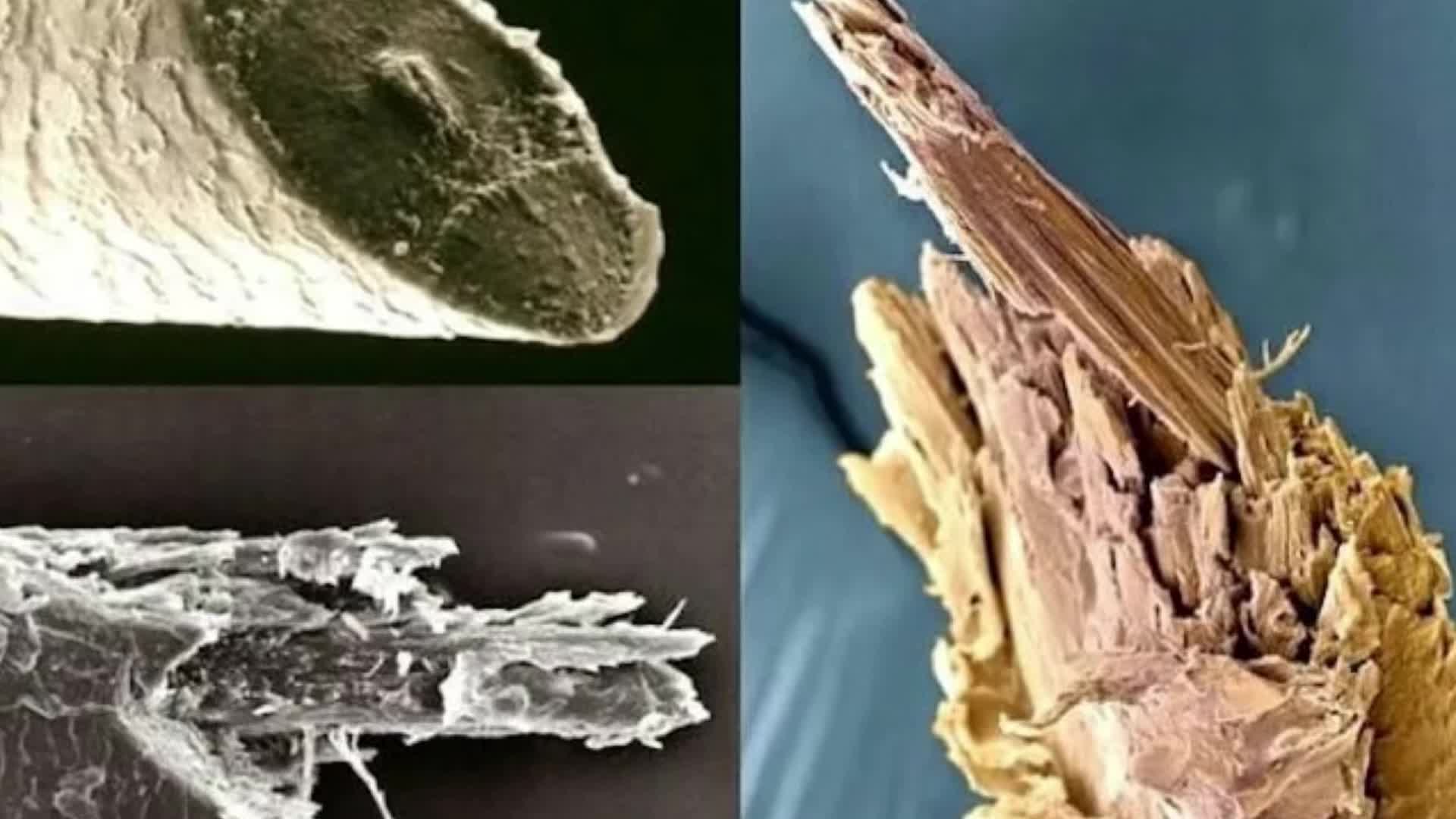 Как выглядит волос под микроскопом. Волос макросъемка. Крашеный волос под микроскопом. Кортекс волоса под микроскопом. Строение волоса микроскоп.