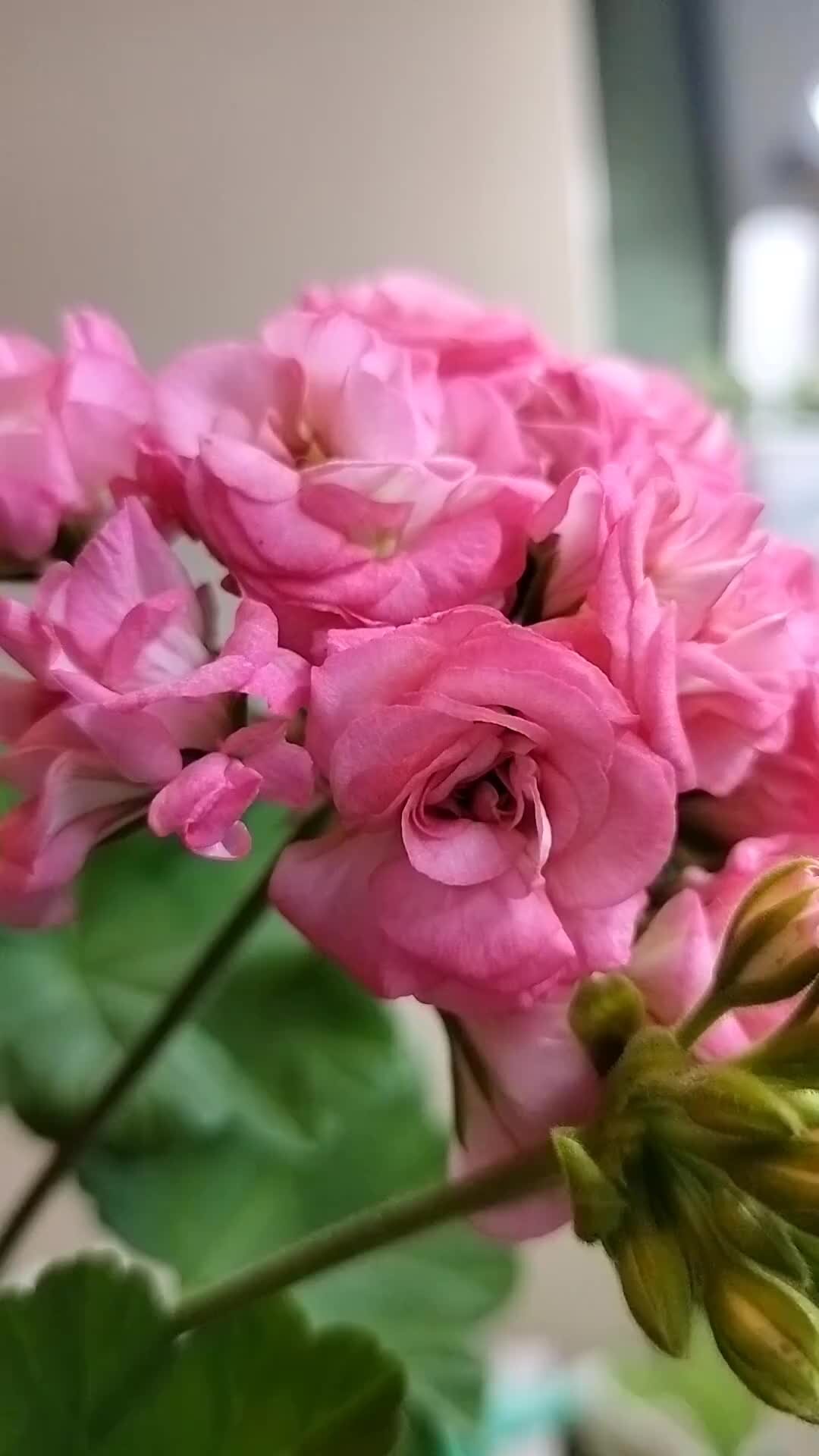 В наличие черенки пеларгоний Поменяюсь на Cara Rosa или Pelargongaragets Hanna (