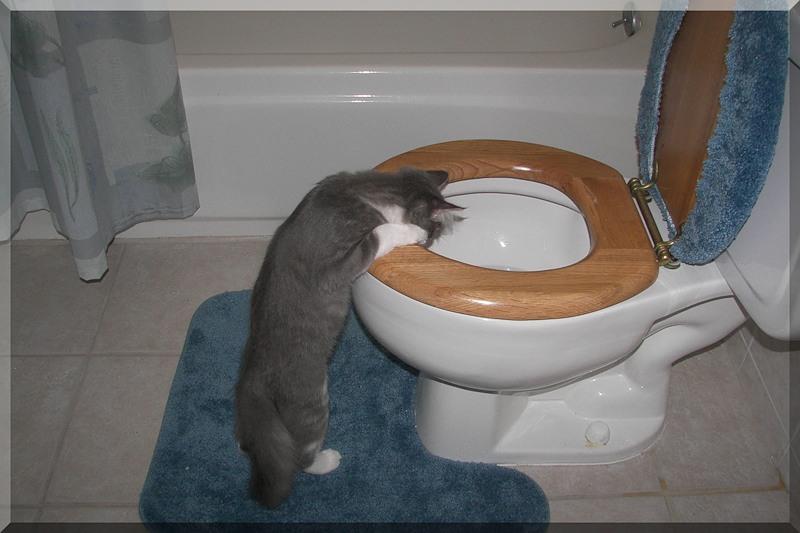 Токсикоз. Тошнит и хочется в туалет по большому. Тошнит и хочется в туалет по большому. Подростка тошнит. Тошнит и хочется в туалет по большому.