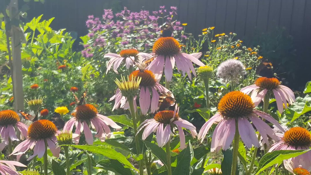 Echinacea Aloha