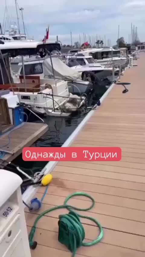 Турция на всю голову | тюлень забрался на яхту | Дзен