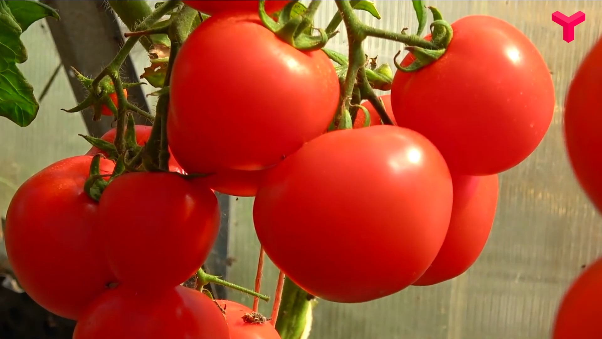 Томат камея 0,2г внииссок. Ультраранние сорта томатов для открытого грунта. Ультраранние сорта томатов. Партнер томат спартанец f1. Сорт помидор мариша.