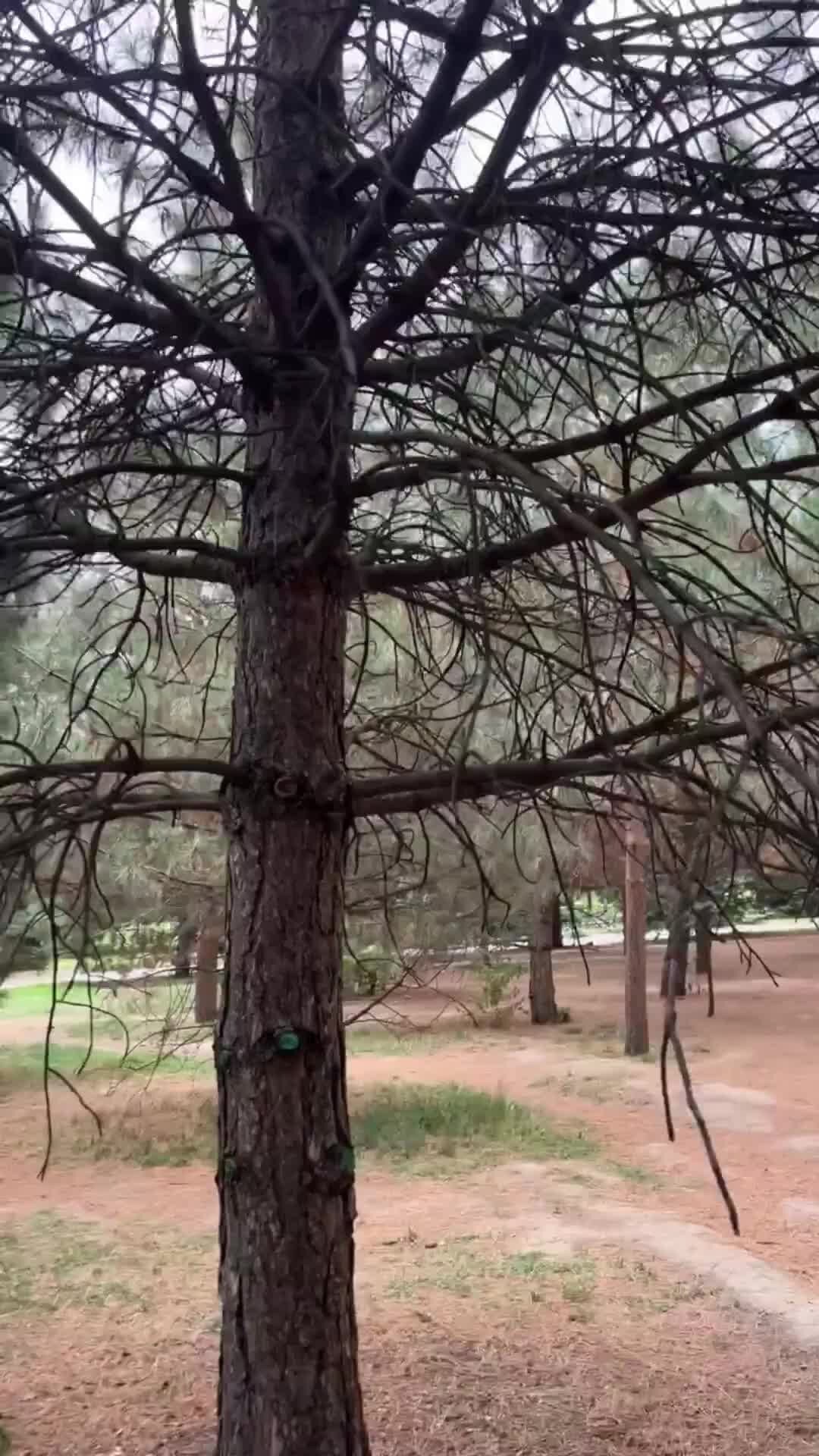 Тут интересно | Белка, жаль ореха не было с собой. Так бы угостили | Дзен