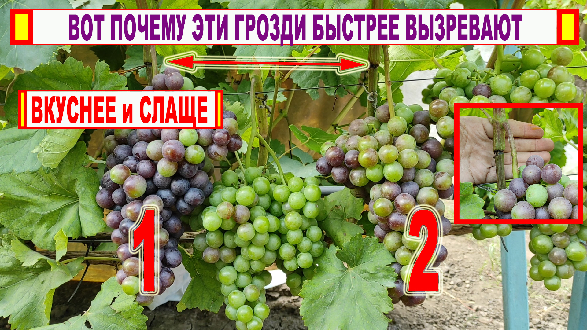Ускорить созревание лозы. Подкормка винограда. Техническое созревание винограда. Хорошо вызревшая лоза винограда. Виноград чтоб держался.