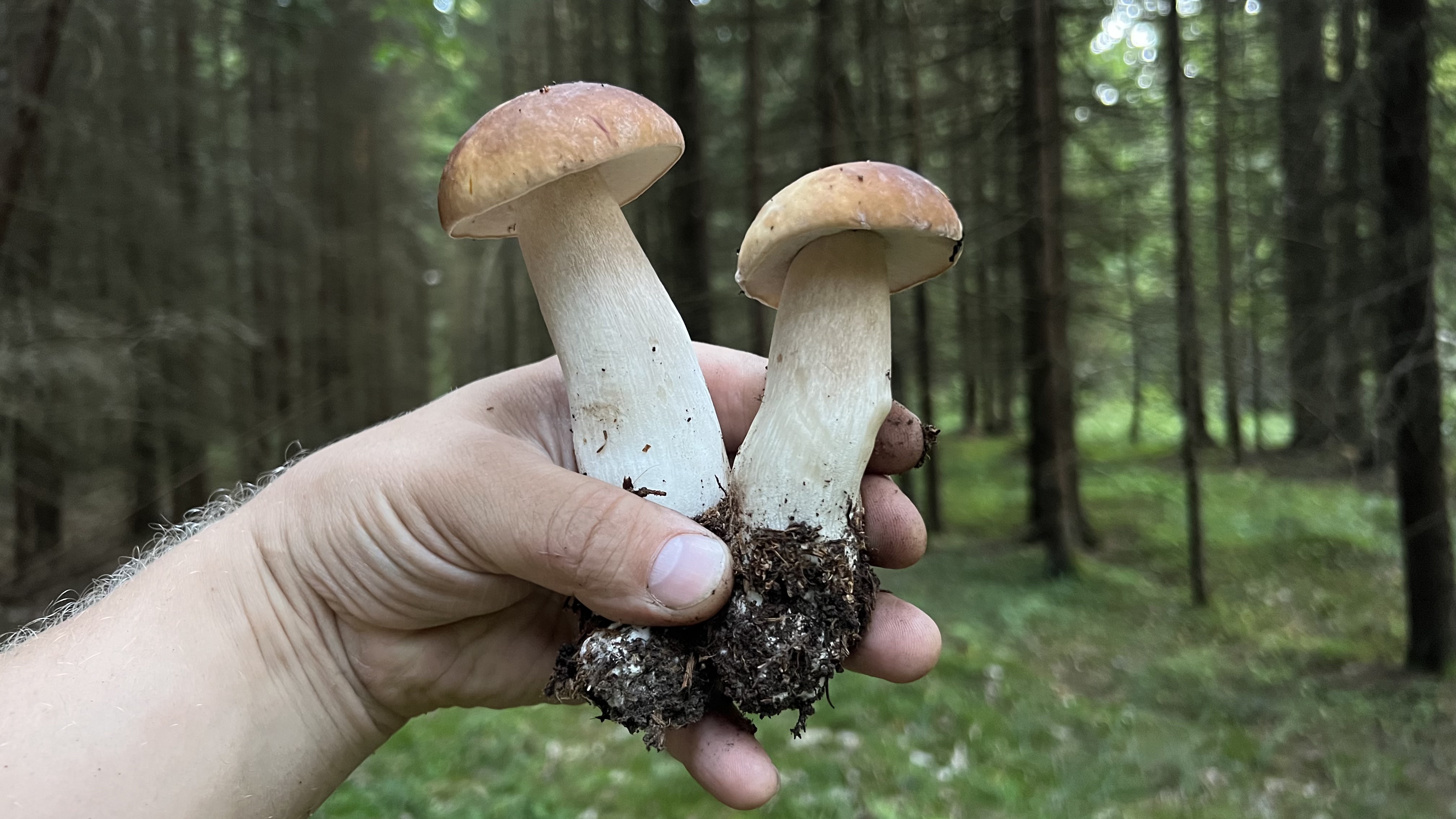 грибы после пожара в лесу. неприятные грибы были на поляне. грибники. много грибов. грибы видео 2023.