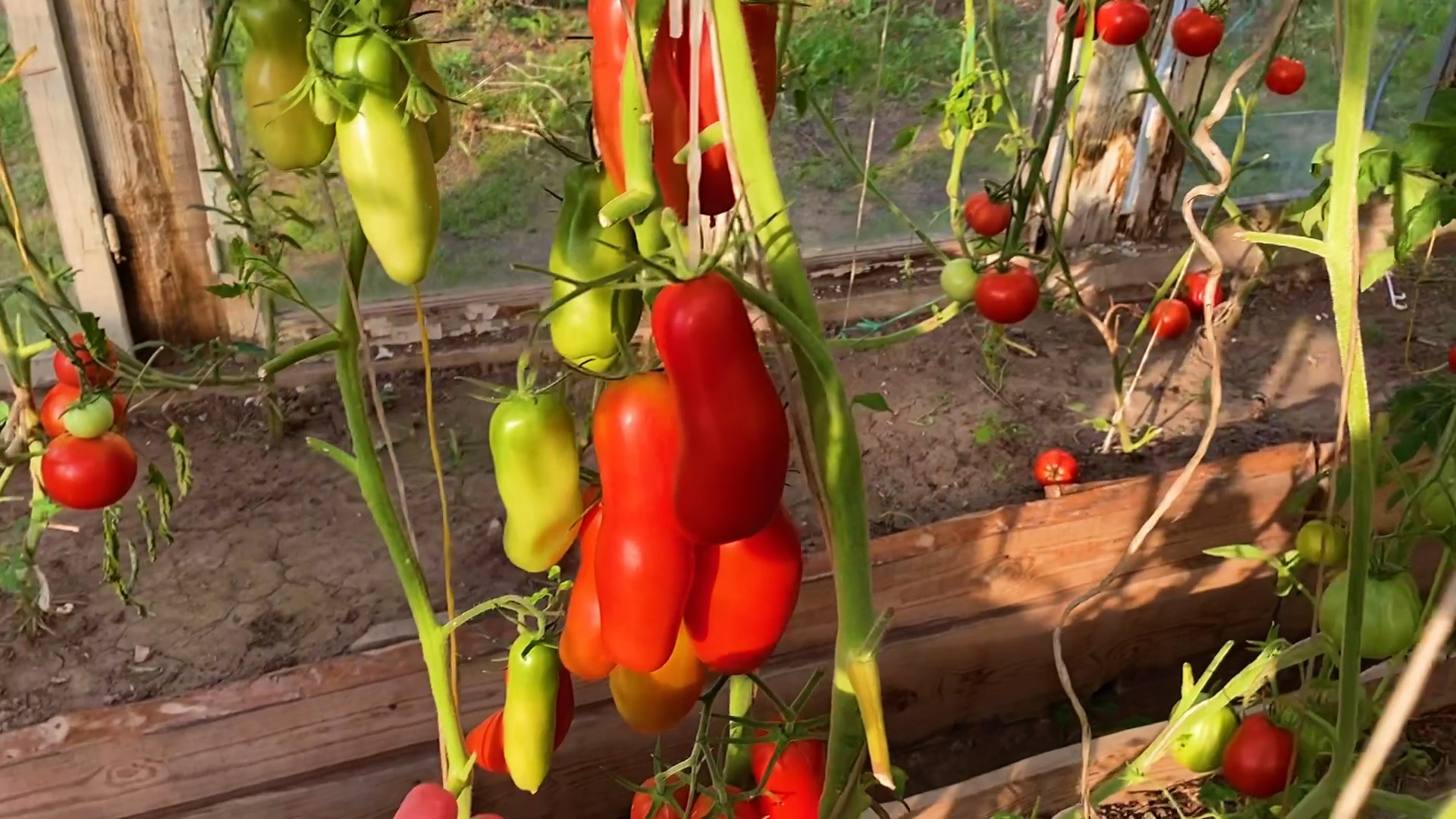 помидоры 2023