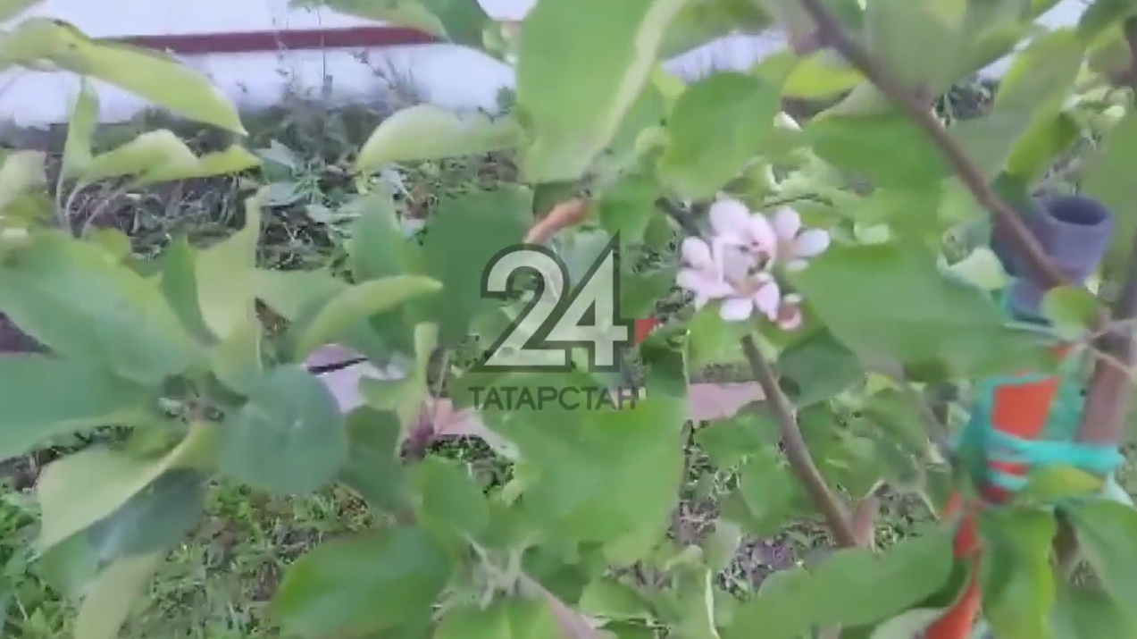 Айша идрисова когда зацветут яблони