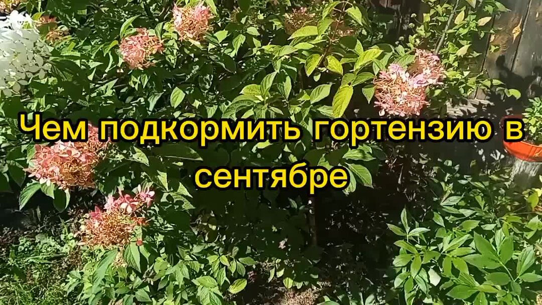 Как подкормить гортензию. Чем подкормить гортензию весной после зимы для роста и цветения.