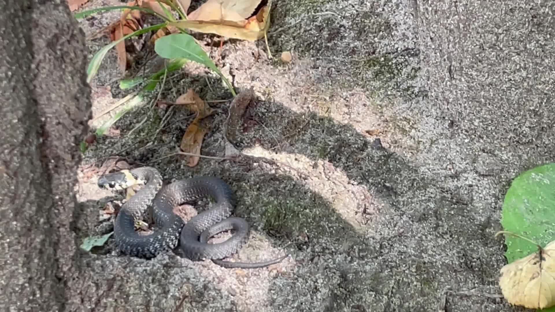 Много лет назад он спас маленькую змею. Белая змея китайский фильм. Много лет назад он спас маленькую змею. Заклинатель змей розенталь. Много лет назад он спас маленькую змею.