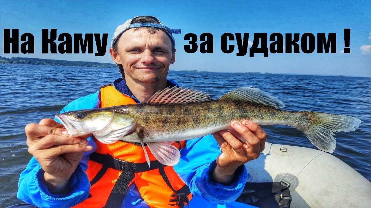 Судак камского устья. Камский Судак. Судак Кама. Зимняя рыбалка на Каме на судака. Зимний Судак на Каме.