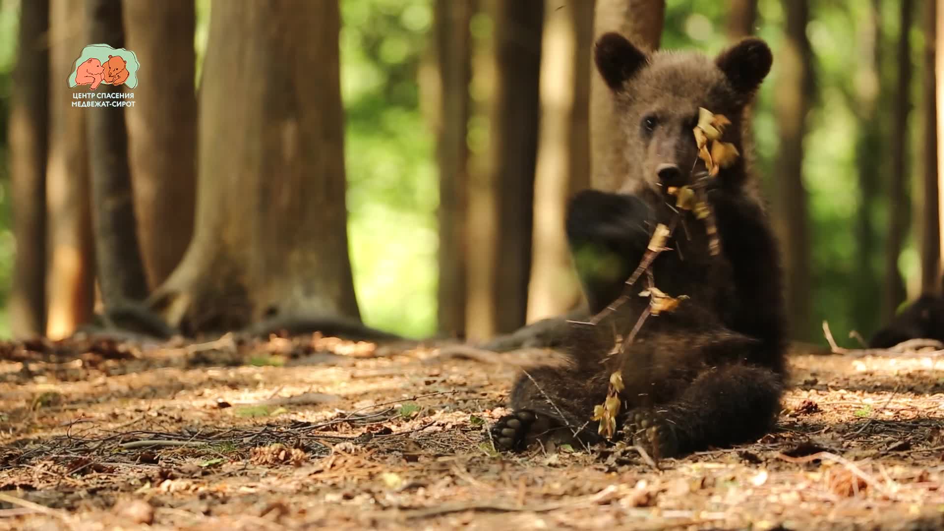 во время спячки лесного медведя манга читать онлайн фото 119