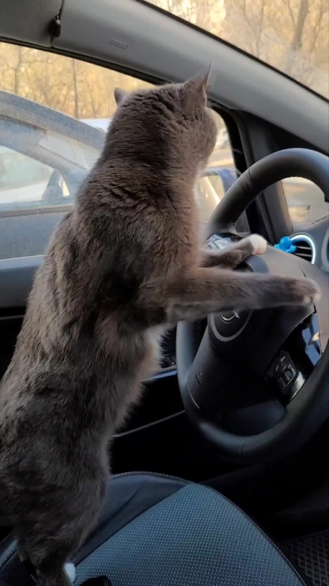 Коты за рулем