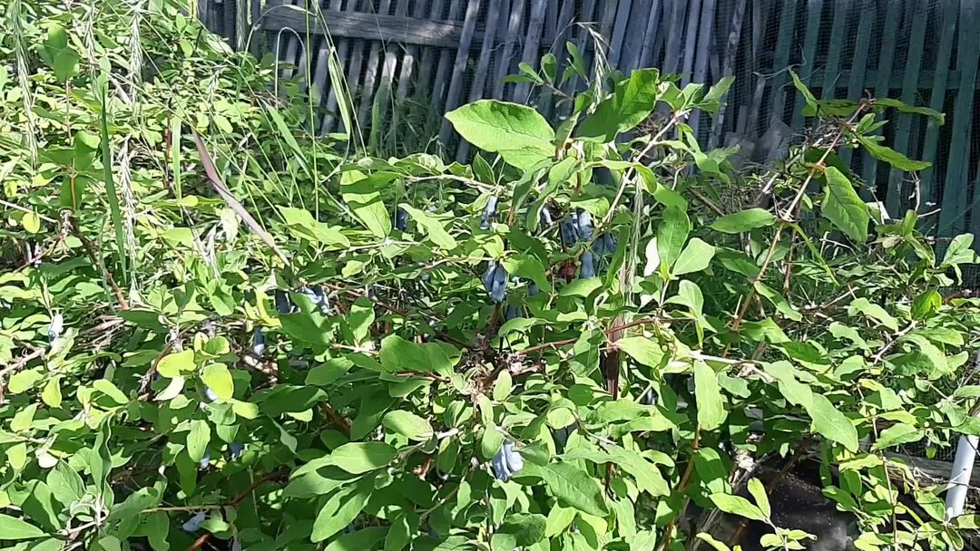 Почему плохо растет жимолость. Жимолость съедобная цветущая. Жимолость восторг. Жимолость в саду. Плодоносящие кустарники.