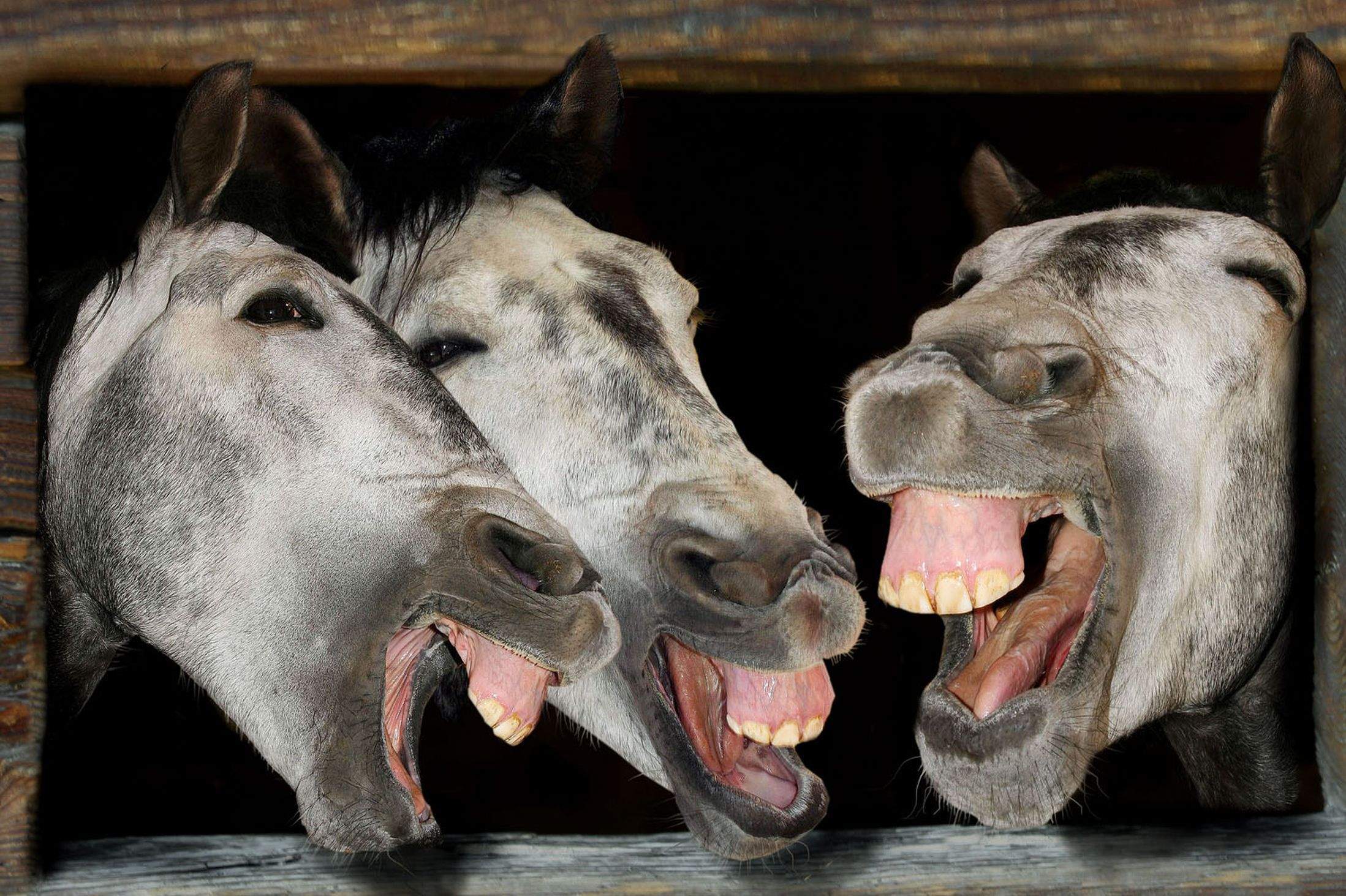 Пение осла. Лошадь ржет. Лошадь смеется. Три лошади ржут. Животные смеются.