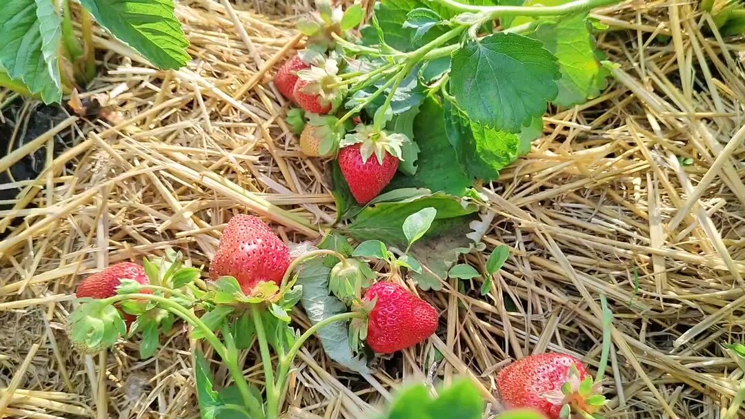 земляника лесная размножение. вегетативное размножение растений усами. способ размножения клубники. способ размножения клубники. вегетативное размножение клубники.