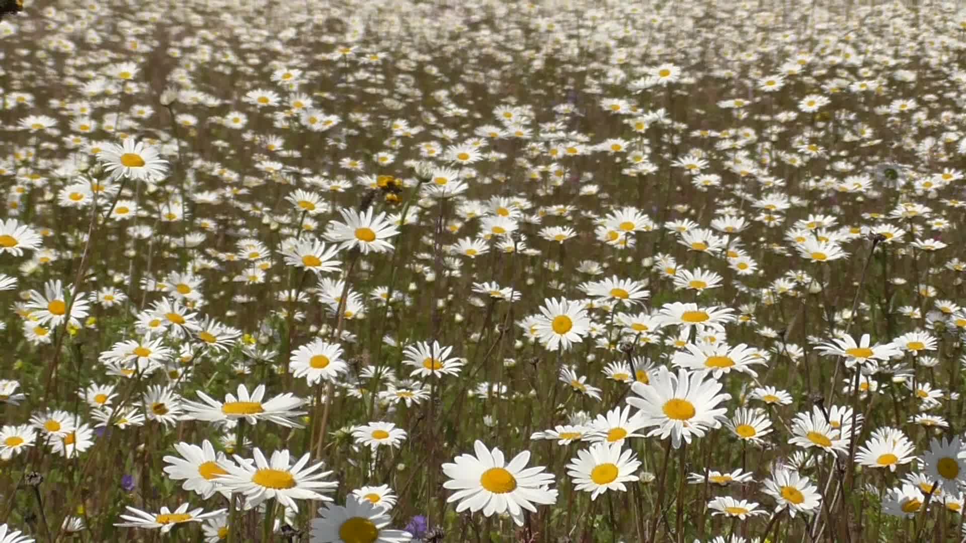 Красивое поле ромашек