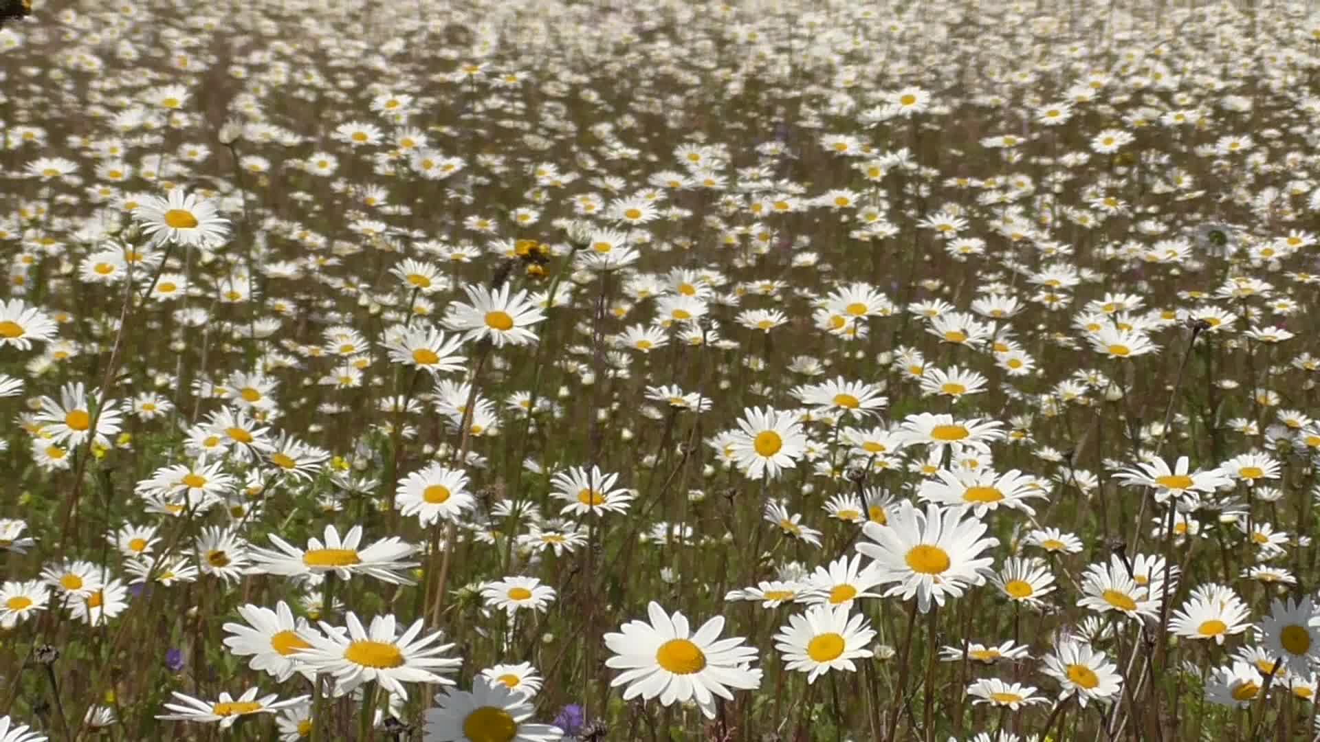 ромашковое поле фотографии