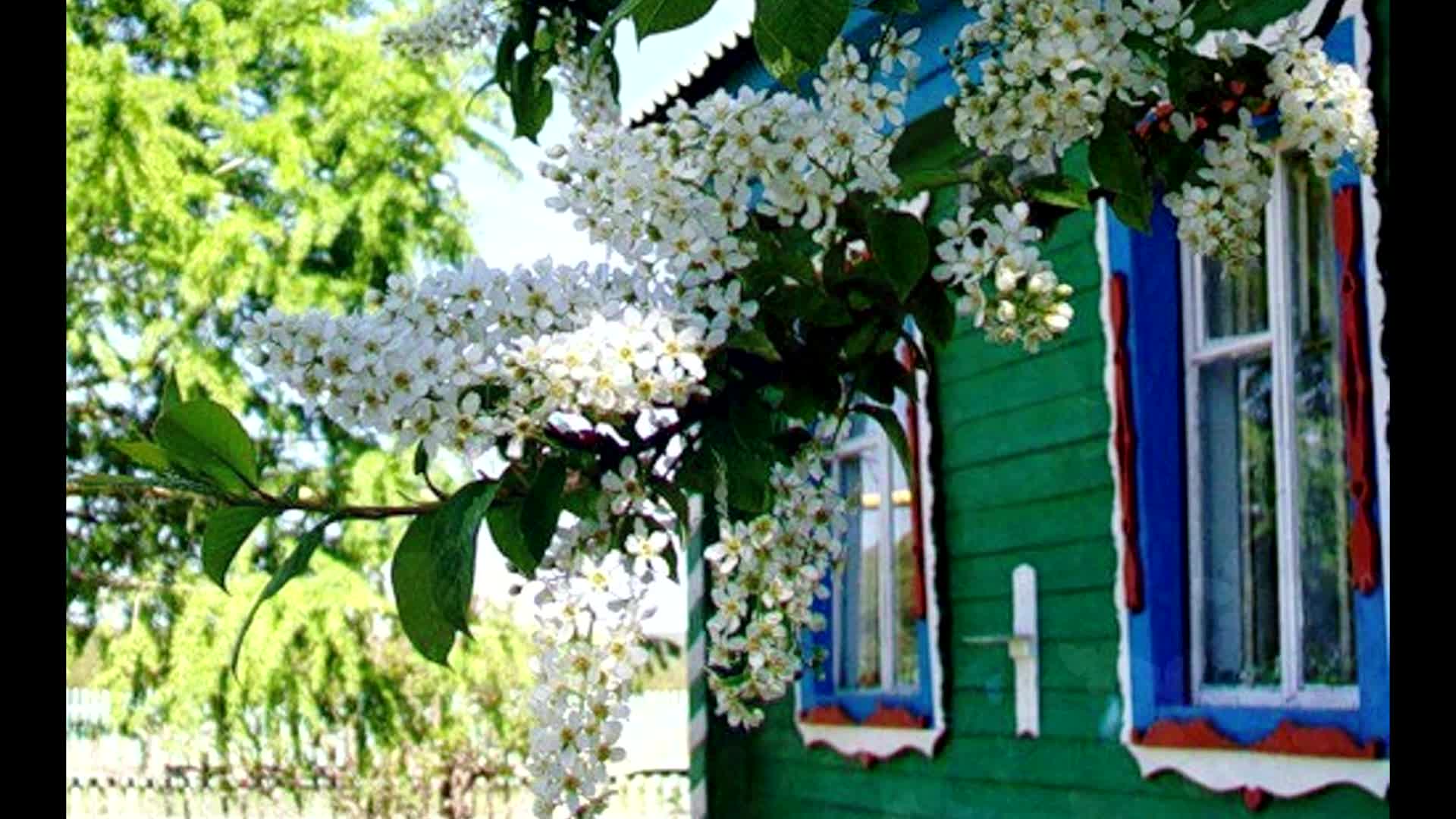 Черемуха, сирень сирень