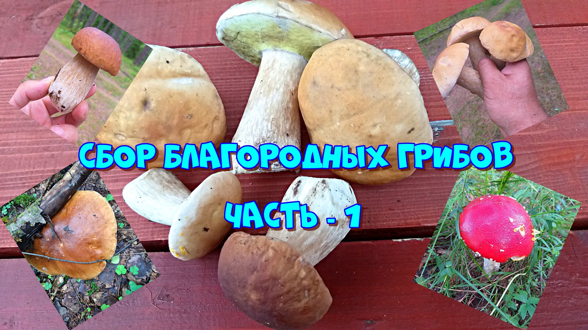 всемирный день грибника 3 октября. собираем благородные грибы. собираем благородные грибы. много грибов. грибы в свердловской области.