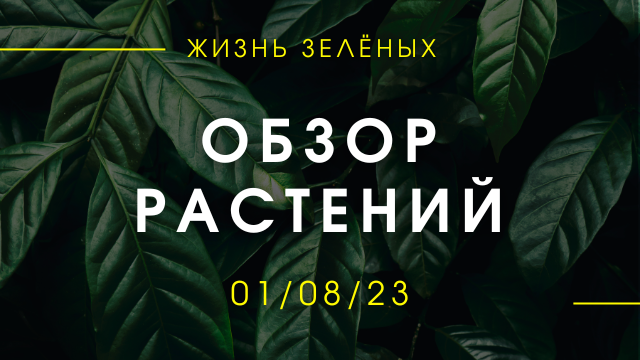 Питомник редких растений дербент. Фоторежим культивирования растений. Обзор растений. Обзор растений. Обзор растений.