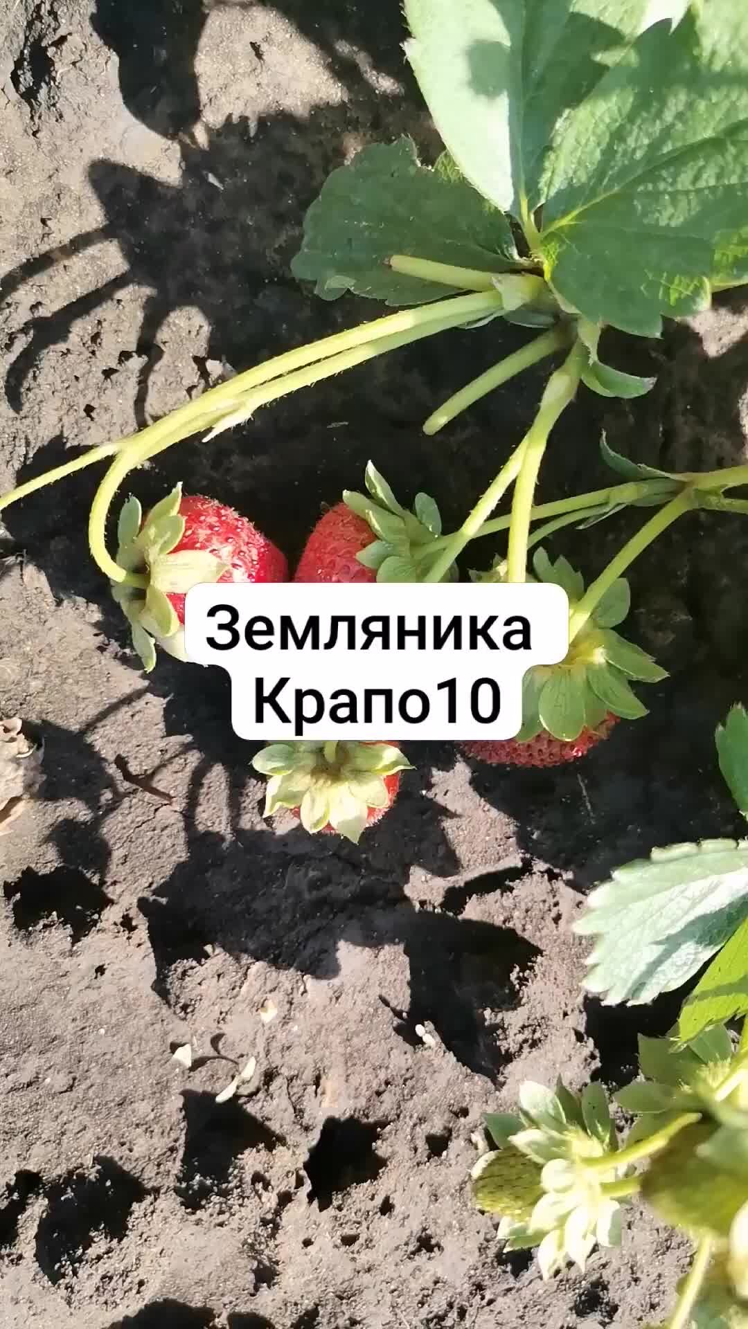 Сорт клубники крапо 10