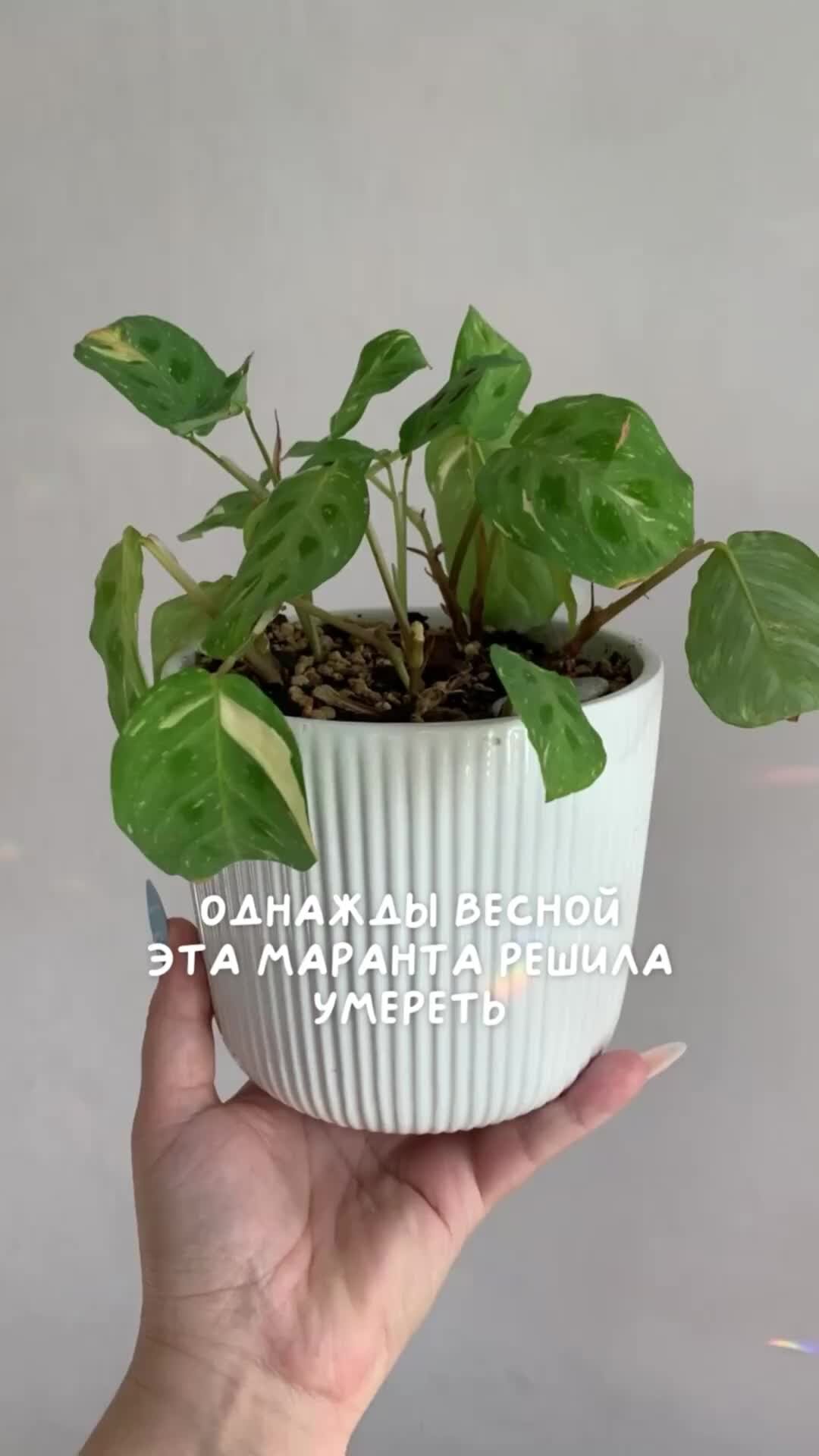 Маранта Бьюти Ким
