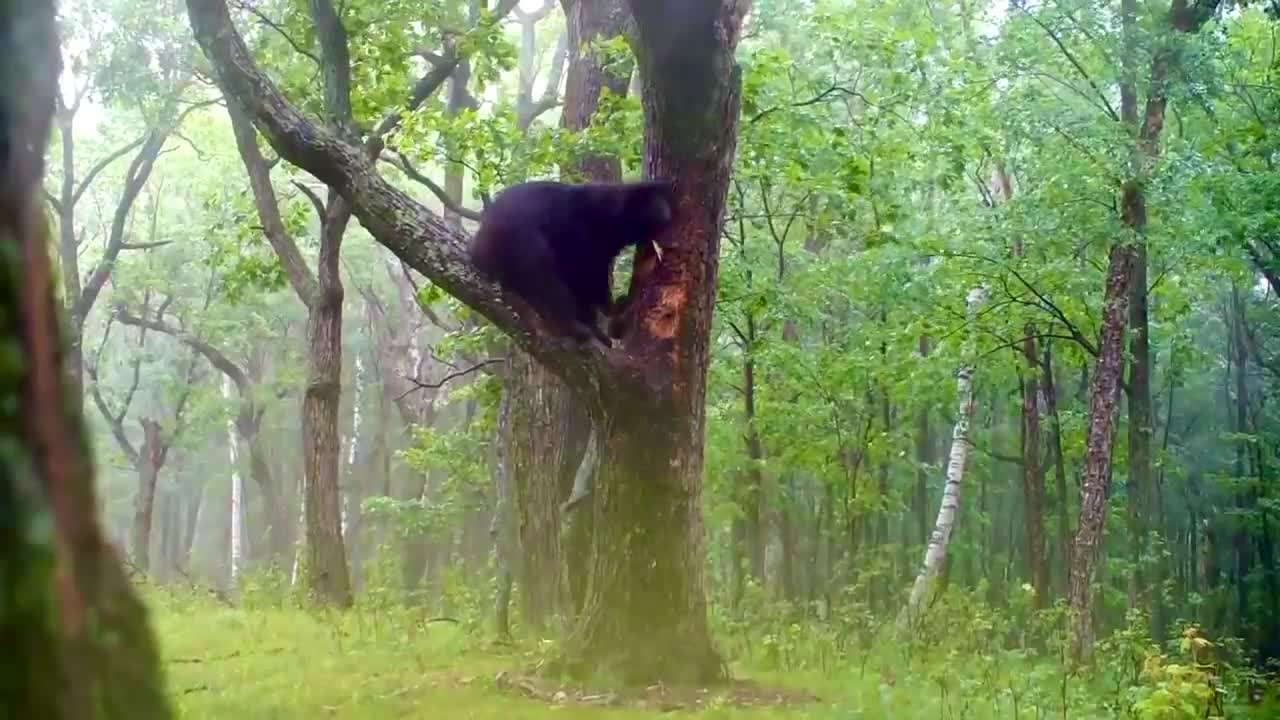 медведь нападает на людей фото