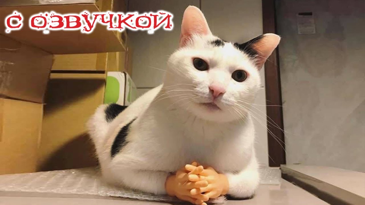 Озвучки котиков