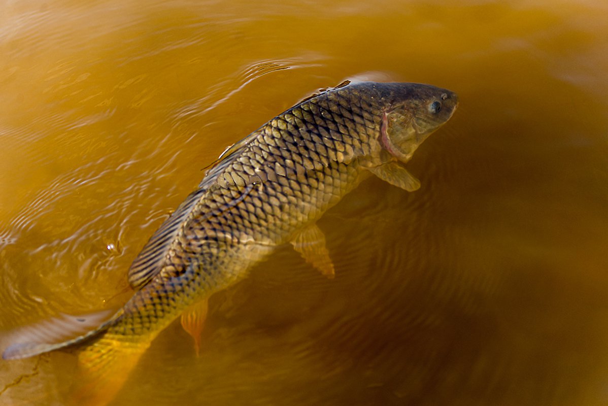 Фото сазана. Сазан (Cyprinus Carpio). Амурский сазан. Сазан (= Карп обыкновенный) – Cyprinus Carpio. Сазан ханка.